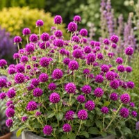 Gomfréna hlávkatá ´Holly Violet´ – fialová letnička na sušenie