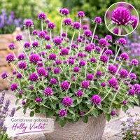 Gomfréna hlávkatá ´Holly Violet´ – fialová letnička na sušenie