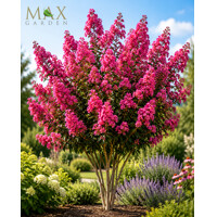 Myrta krepová-Lagerstroemia indica Seabum 50/70 Co 3,5l