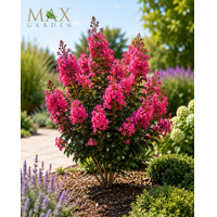 Myrta krepová-Lagerstroemia indica Seabum 50/70 Co 3,5l