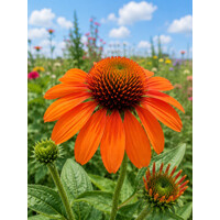 Echinacea purpurová ´Lakota Orange®´ – oranžová kvitnúca trvalka