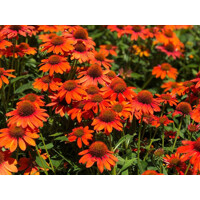 Echinacea purpurová ´Lakota Orange®´ – oranžová kvitnúca trvalka