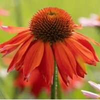 Echinacea purpurová ´Lakota Orange®´ – oranžová kvitnúca trvalka