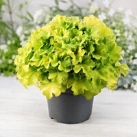Heuchera Carnival ´Plum Crazy´
