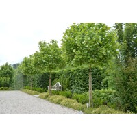 Platan javorolistý - Platanus x acerifolia ´Alphen's Globe´ - na 220cm kmeni