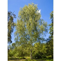 Breza previsnutá  Betula pendula  Rýchlorastúci solitér s bielou kôrou  maxgarden.sk