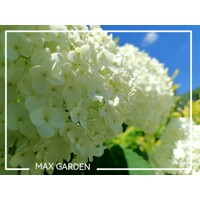 Hortenzia stromčekovitá - Hydrangea arborescens 'Annabelle'  -20/30cm
