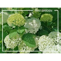Hortenzia stromčekovitá - Hydrangea arborescens 'Annabelle'  -20/30cm