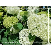 Hortenzia stromčekovitá - Hydrangea arborescens 'Annabelle'  -20/30cm