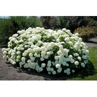 Hortenzia stromčekovitá - Hydrangea arborescens 'Annabelle'  -20/30cm