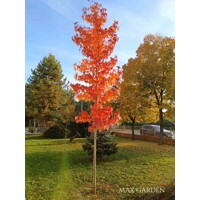 Ambrovník styraxový - Liquidambar styraciflua ´Worplesdon´