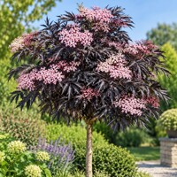 Baza čierna ´Black Lace´ na kmeni – purpurový stromček