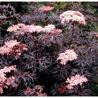 Baza čierna ´Black Lace´ na kmeni – purpurový stromček