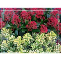 Skimia japonská 'Rubella'  Skimmia japonica  Okrasný krík na zimu  maxgarden.sk
