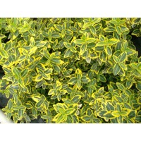 Bršlen Fortunov ´Emerald 'n Gold´ – žlto-zelený vždyzelený ker