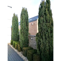 Tis obyčajný ´Fastigiata Robusta´ bal – úzky stĺpovitý tis