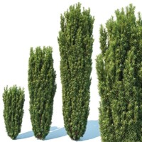Tis obyčajný ´Fastigiata Robusta´ bal – úzky stĺpovitý tis