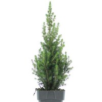 Smrek biely 'December' - pestovanie a trpasličí vzrast | MAX GARDEN