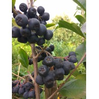 Aronia čierna ´Nero´ na kmienku – najobľúbenejší liečivý stromček