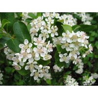 Aronia čierna ´Nero´ na kmienku – najobľúbenejší liečivý stromček
