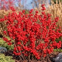 Cezmína ´Magical Winter Jewel´ – Ilex verticillata | červené zimné plody