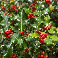 Cezmína ´Magical Amore Rosso´ – Ilex × meserveae | červené plody