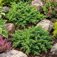 Borievka ´Greenmantle´ – Juniperus communis | nízky pôdopokryvný ihličnan