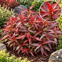 Leukote ´Burning Love´ – Leucothoe keiskei | červené listy
