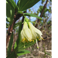 Zemolez ´Wojtek´ – Lonicera kamtschatica | veľké sladké plody