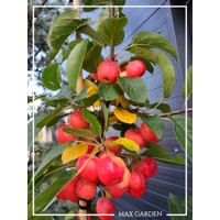 Jabloň ´Red Sentinel´ – Malus | červené okrasné jabĺčka