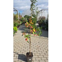 Jabloň ´Red Sentinel´ – Malus | červené okrasné jabĺčka