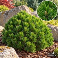 Borovica ´Schmidtii´ – Pinus leucodermis | trpasličia borovica