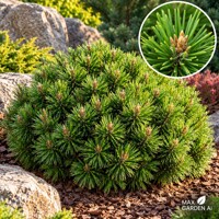 Borovica horská ´Benjamin´ – Pinus mugo | trpasličia borovica