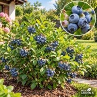 Čučoriedka ´Blueray´ – Vaccinium corymbosum | veľké aromatické plody