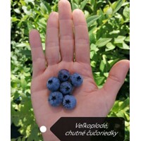 Čučoriedka ´Blueray´ – Vaccinium corymbosum | veľké aromatické plody