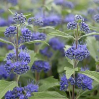 Bradavec ´Heavenly Blue´ – Caryopteris | sýtomodré kvety