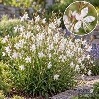 Gaura ´Snowbird´ – Gaura lindheimeri | biele kvety celé leto