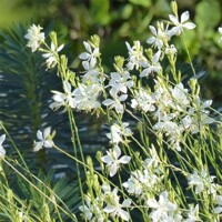 Gaura ´Snowbird´ – Gaura lindheimeri | biele kvety celé leto