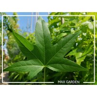 Ambrovník styraxový - Liquidambar styraciflua - 200/250cm