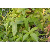 Ambrovník styraxový - Liquidambar styraciflua - 200/250cm