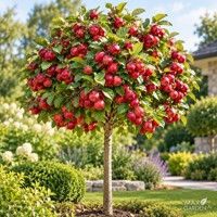 Okrasná jabloň ´Appletini´ na kmeni – Malus | jedlé mini jabĺčka