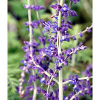 Perovskia lebodolistá ´Blue Spire´ – stredomorská modrá trvalka