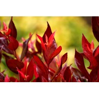 Leukote ´Little Flames´ – Kompaktný ker s červenými listami
