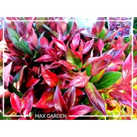 Leukote ´Little Flames´ – Kompaktný ker s červenými listami