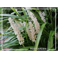 Liriope modrancovité ´Monroe White´ – Biele kvety do tieňa