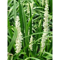 Liriope modrancovité ´Monroe White´ – Biele kvety do tieňa