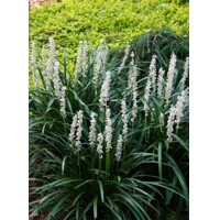Liriope modrancovité ´Monroe White´ – Biele kvety do tieňa