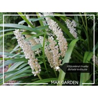 Liriope modrancovité ´Monroe White´ – Biele kvety do tieňa
