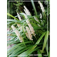 Liriope modrancovité ´Monroe White´ – Biele kvety do tieňa