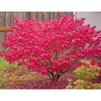 Bršlen krídlatý – Euonymus alatus | ohnivočervené jesenné listy